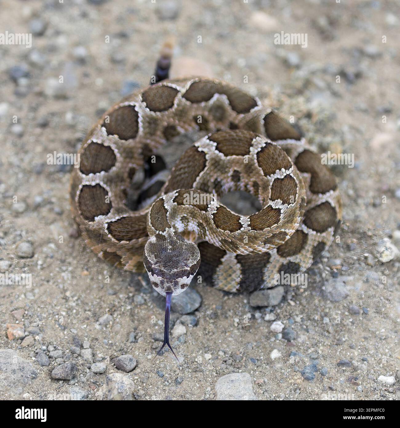 Porträt einer jungen Nordpazifik-Klapperschlange, die sich in einer defensiven Pose auf einem Kiesweg verschlungen hat. Santa Teresa County Park, Santa Clara C Stockfoto