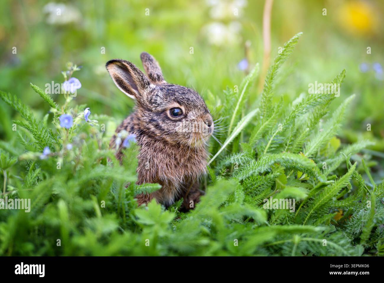 Kleines wildes Kaninchen mit braunem Fell, das durch üppiges grünes Gras blickt. Ein süßer Hase umgeben von blauen Wildblumen auf einer Wiese. Stockfoto