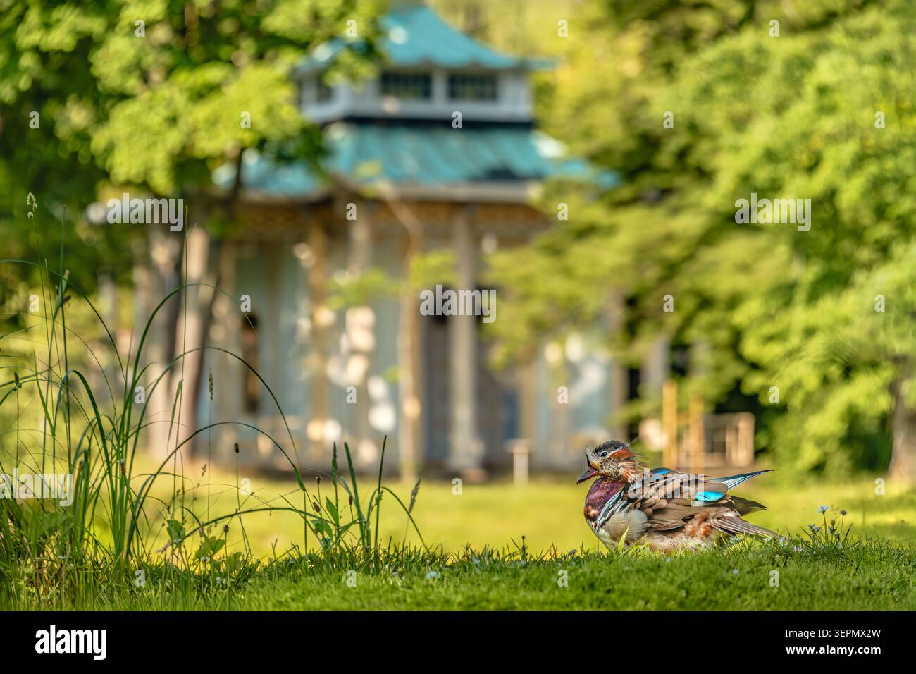 Mandarinente ruht im Frühling auf einem Rasen vor dem Chinesischen Pavillon im Schlosspark Pillnitz in Dresden, Sachsen. Stockfoto