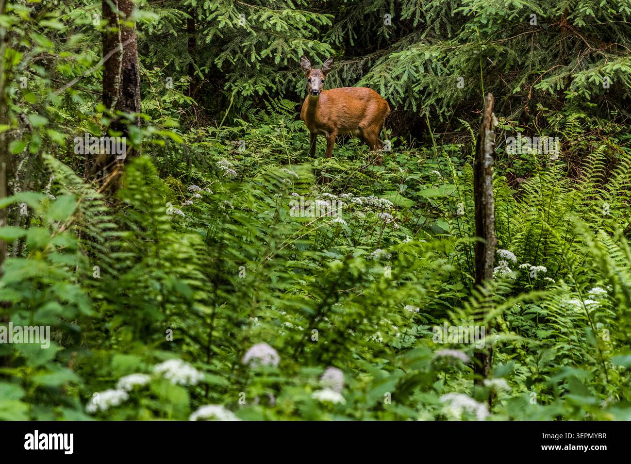 Ein Rehkitz steht aufmerksam zwischen Farnen und blühenden Doldengewächsen am Waldrand. Da es keine sichtbaren Geweihspitzen hat, ist es wahrscheinlich ein Ricke oder ein Rehkitz. Rosental, Neukirchen am Großvenediger, Bezirk Zell am See, Salzburg, 5741, Österreich Stockfoto
