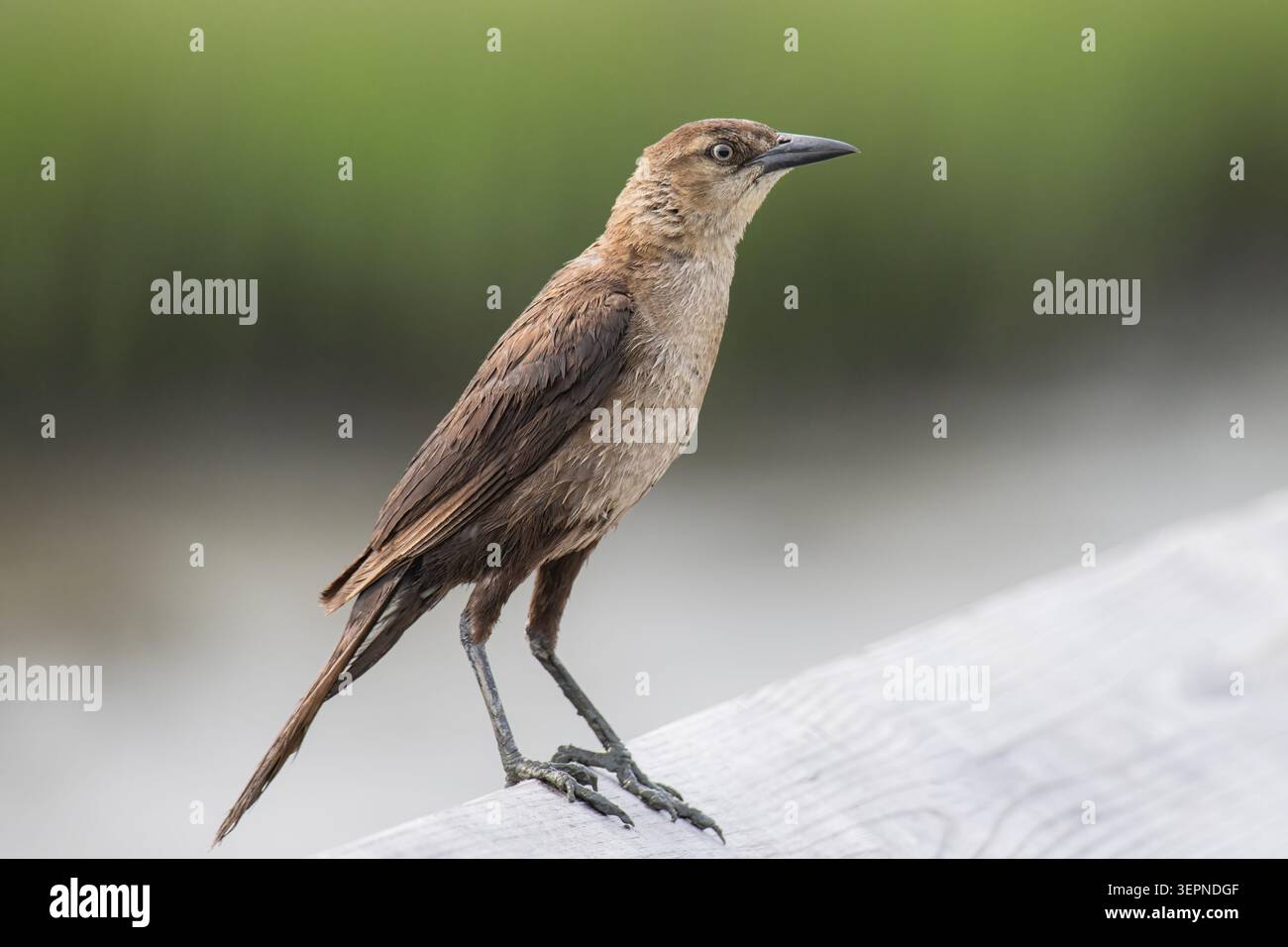 Weibliche Boot angebundene Grackle Stockfoto