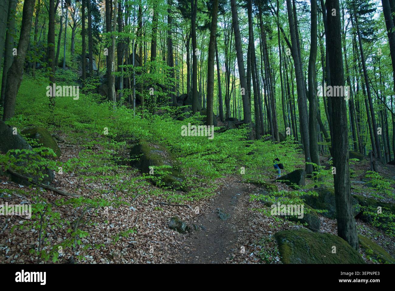 Grüner Buchenwaldpfad durch moosige Wälder mit einsamem Wanderer zwischen hohen Bäumen im Frühling – Tschechisches Naturschutzgebiet Jizerskohorské Bučiny. Stockfoto