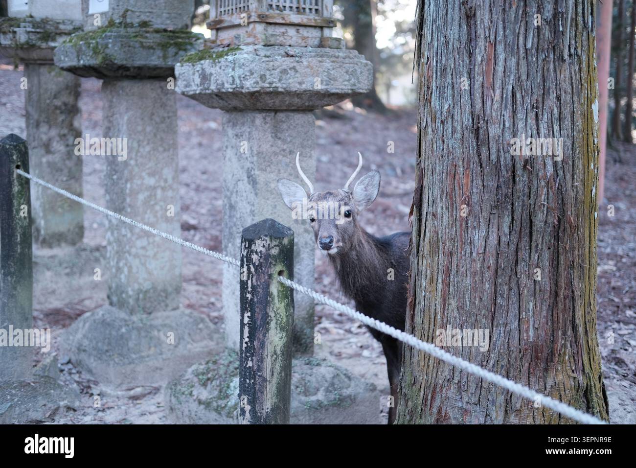 Nara-Hirsch Stockfoto