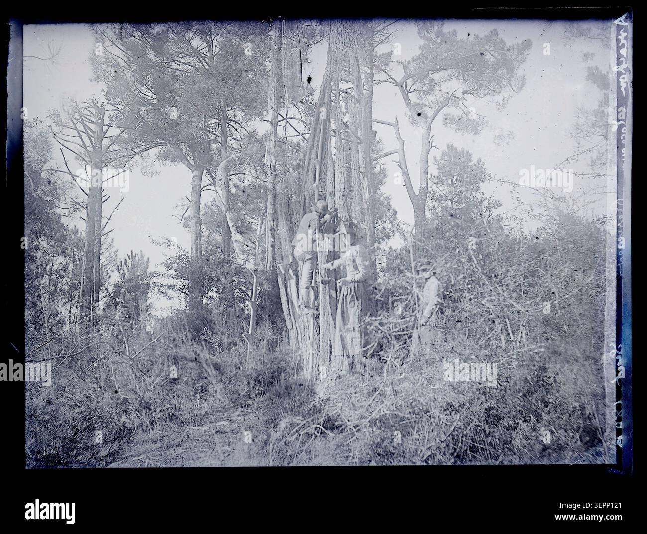 Die Harzernte in Arcachon im September 1890 zeigt einen Mann, der zwischen Kiefernstämmen im Aquitaine-Wald arbeitet und Harz von Weichholzbäumen während ländlicher Forstaktivitäten sammelt, fotografiert von Eugène Trutat. Stockfoto