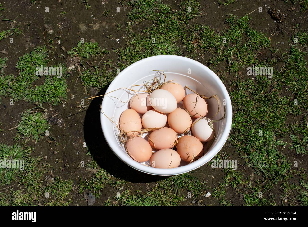 Eier im Korb auf Bauernhof Hintergrund. Hühnereier im Korb Stockfoto