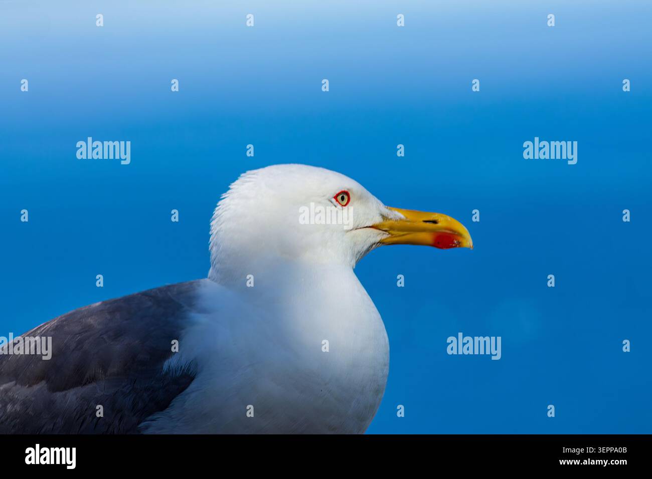 Gestochen scharfe, detailreiche mittlere Aufnahme einer erwachsenen Möwe mit gelbem Bein. Der elegante weiße Kopf des Vogels, das intensive gelbe Auge und die markante rote Spitze sind Captu Stockfoto