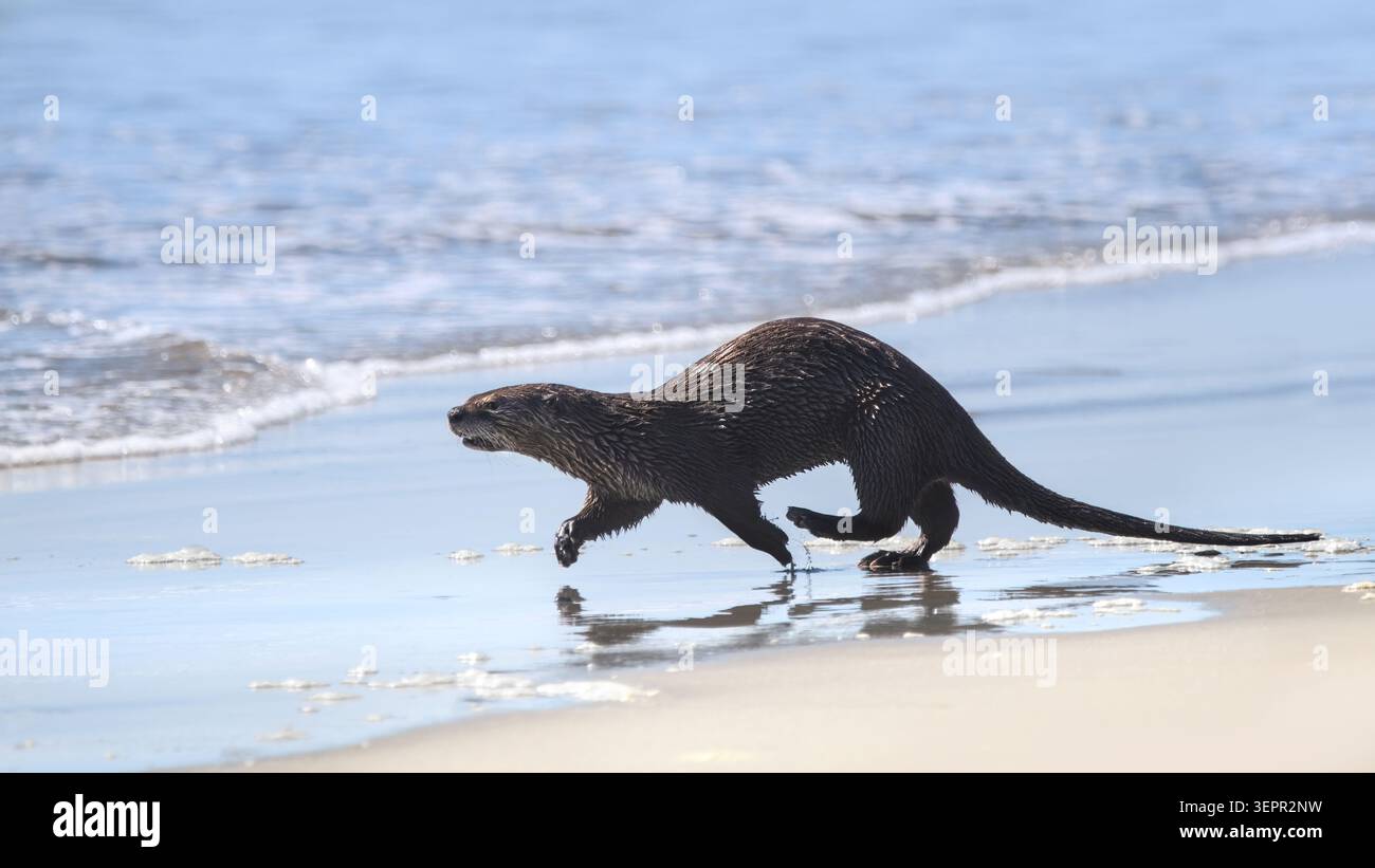 Ein nordamerikanischer Biber (Lontra canadensis) am Ufer des Pazifischen Ozeans auf Vancouver Island, der ins Wasser rennt, weich pastellfarben, Kopie Stockfoto