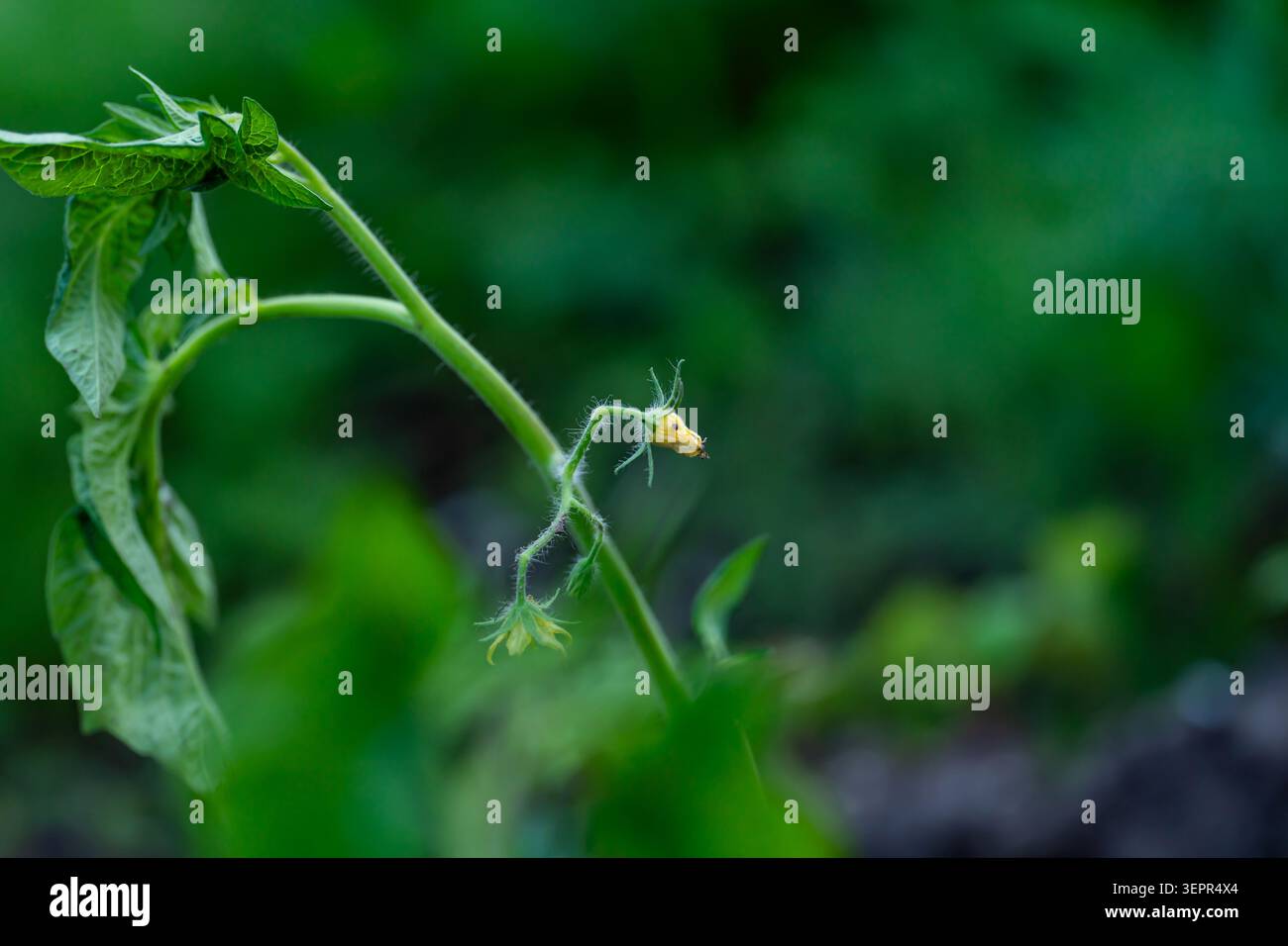 Eine junge Tomatenpflanze während ihrer aktiven Blüte- und Wachstumsperiode. Stockfoto