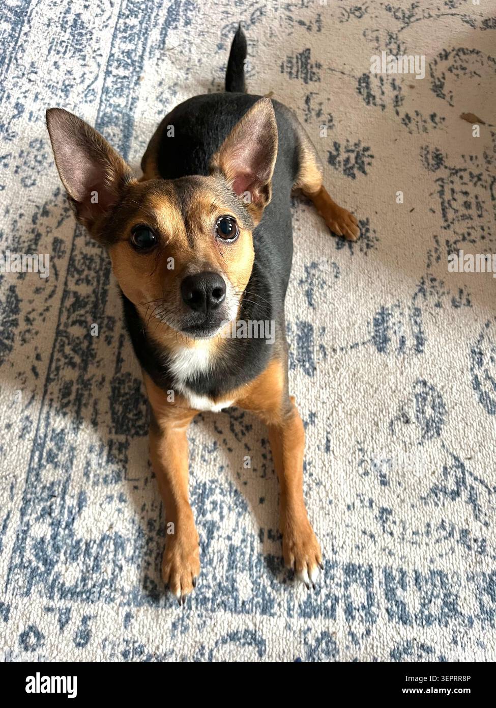 Entspannter Jack Russell Terrier, der auf einem gemusterten Teppich liegt, zeigt wachsame Ohren, ausdrucksstarke Augen und markante Black and Tan Markierungen in sanftem Innenlicht. - Smartphone-aufgenommenes Stockfoto