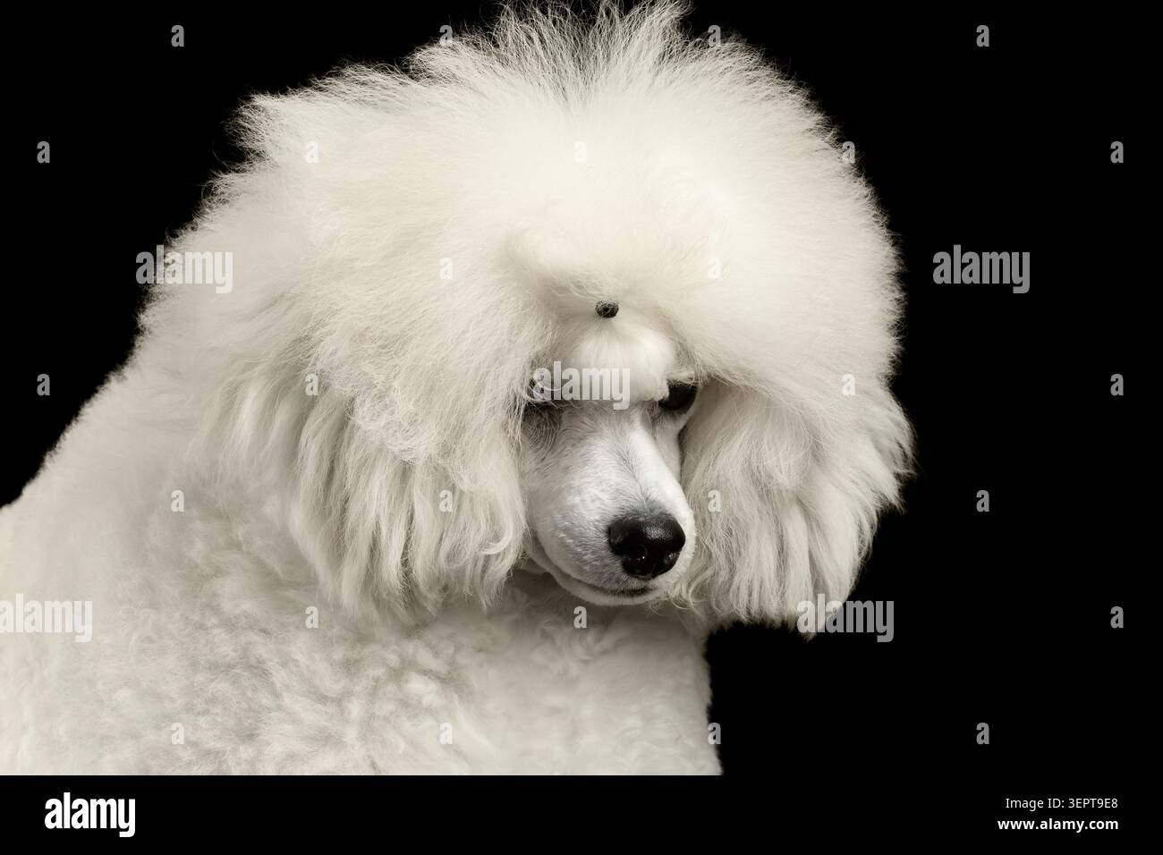 Großaufnahme lange gepflegte Weiße Haare Pudelhunde senkte seinen Kopf schuldig isoliert auf schwarzem Hintergrund Stockfoto