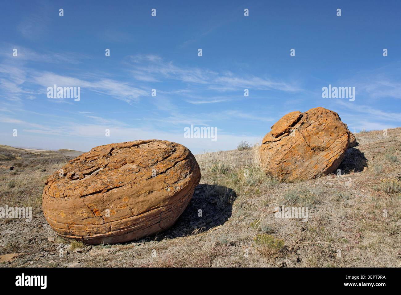 Sandstein-Konkretionen in Red Rock Coulee Naturraum, Alberta, Kanada Stockfoto