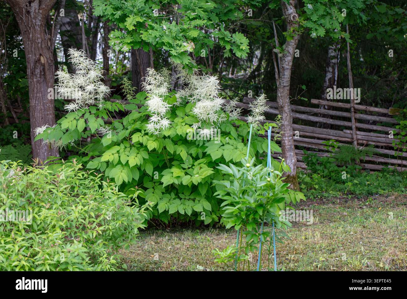 Ziegenbart, Plymspirea (Aruncus dioicus) Stockfoto