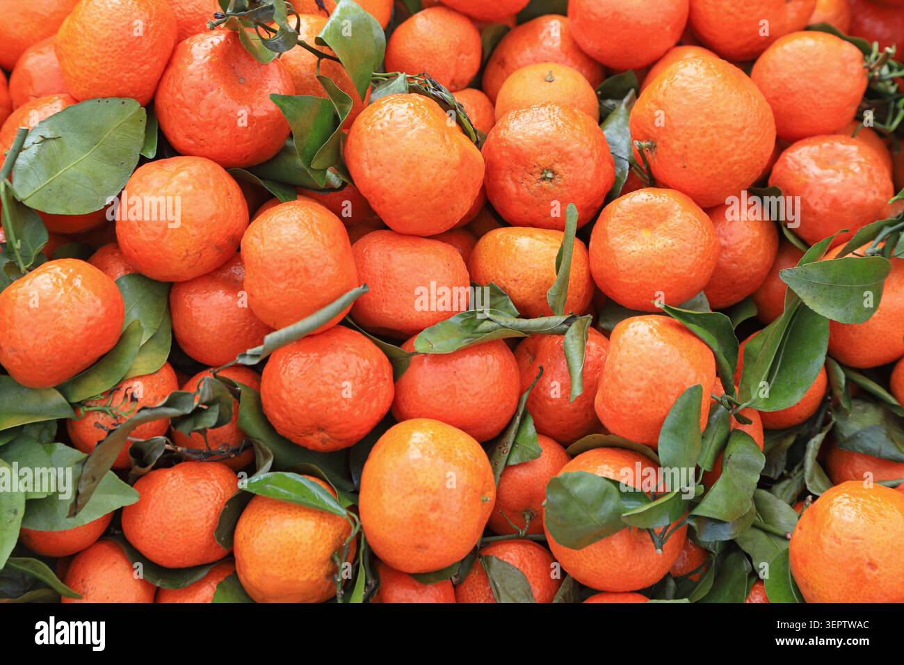 Ein dichter Haufen praller, lebendiger Mandarinen-Orangen, die eng aneinander gestapelt sind, mit strukturierten Schalen und grünen Blättern, die die frische Textur zeigen Stockfoto