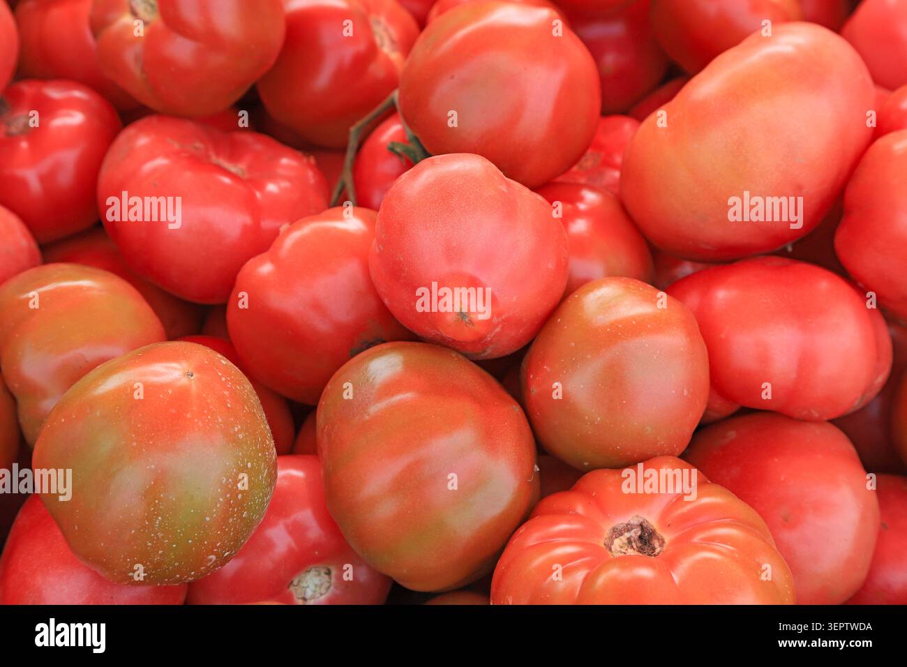 Ein Haufen frischer Tomaten mit leuchtenden Farben und verschiedenen Formen, eng angeordnet mit glatten, prallen Schalen. Einige Tomaten zeigen grünliche Untertöne, captain Stockfoto