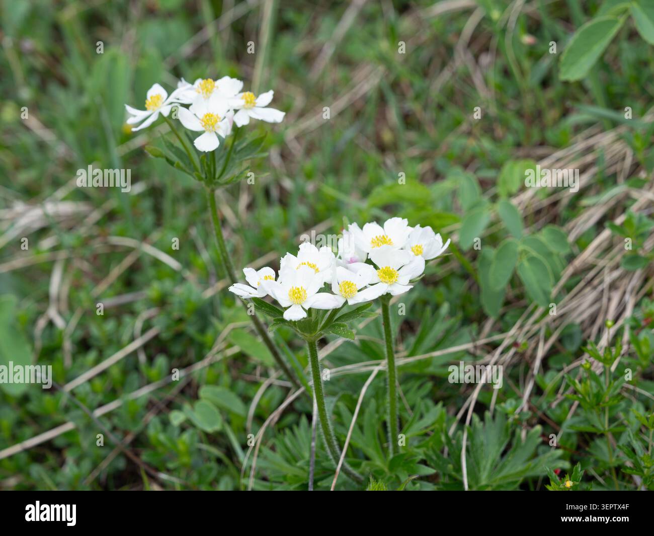 Makrofoto der Narzissenanemonenblüte auf der Wiese mit zarten weißen Blütenblättern in natürlichem Lebensraum, ideal für Biodiversität und botanische Themen Stockfoto