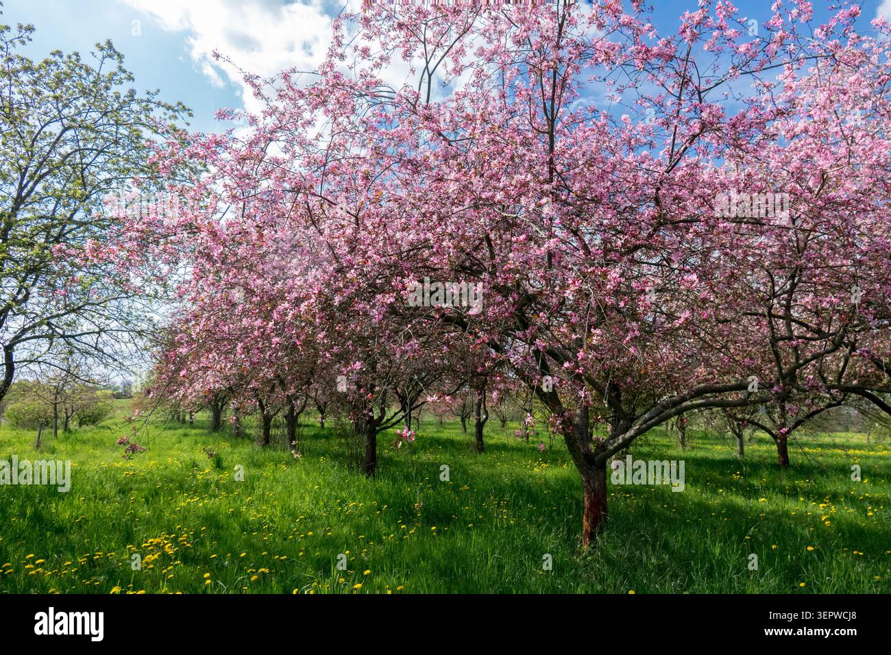 Rosafarbene Blüten von blühenden Krabbenapfelbäumen Malus in einem Obstgarten auf einer grünen Graswiese mit gelben Löwenzahn im Frühjahr Stockfoto