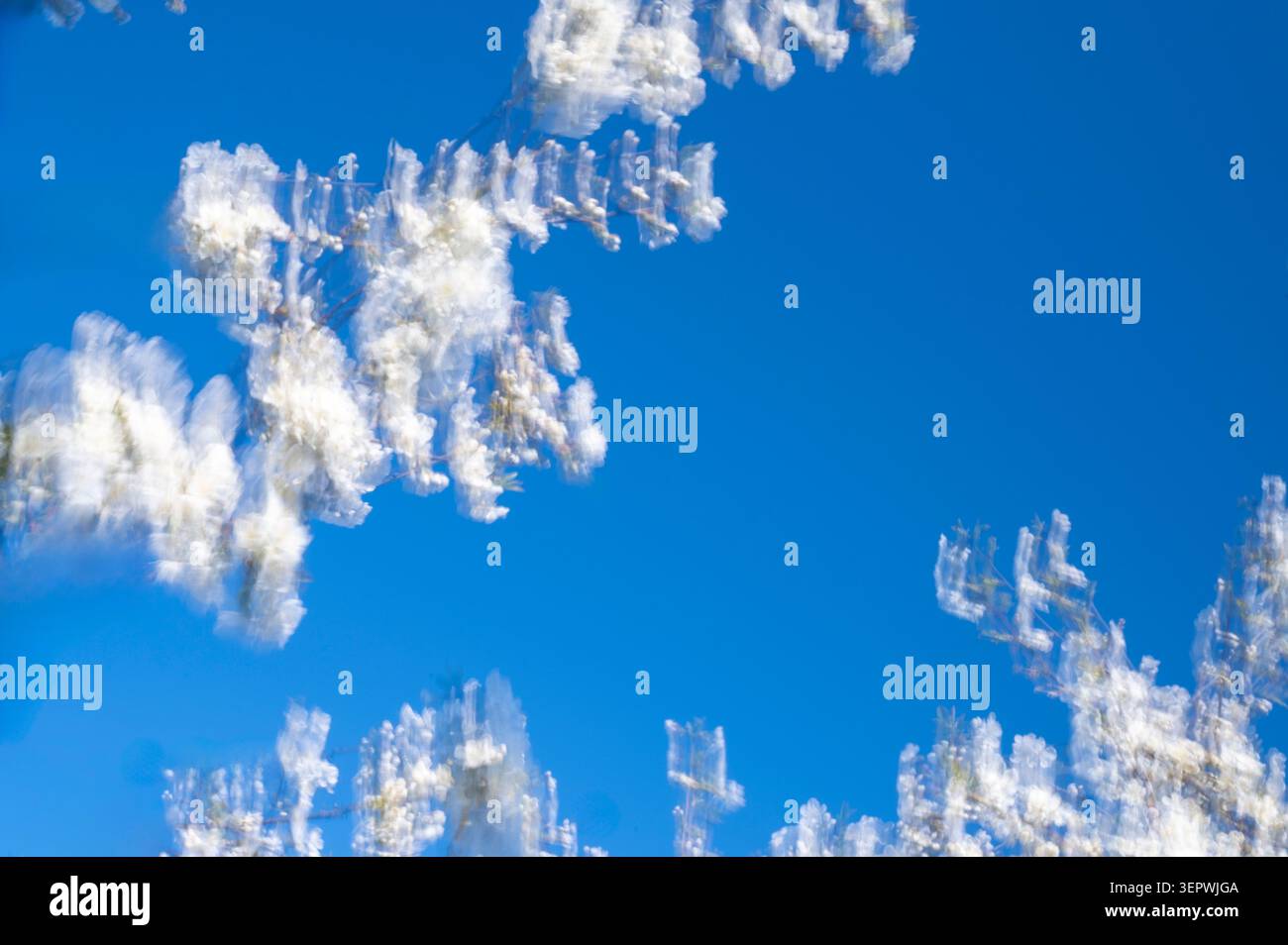 Verschwommene Äste eines Frühlingsbaums am Himmel in einem impressionistischen Kunststil. Weicher malerischer Pinselstrich Textureffekt. Das Konzept des kreativen Pho Stockfoto
