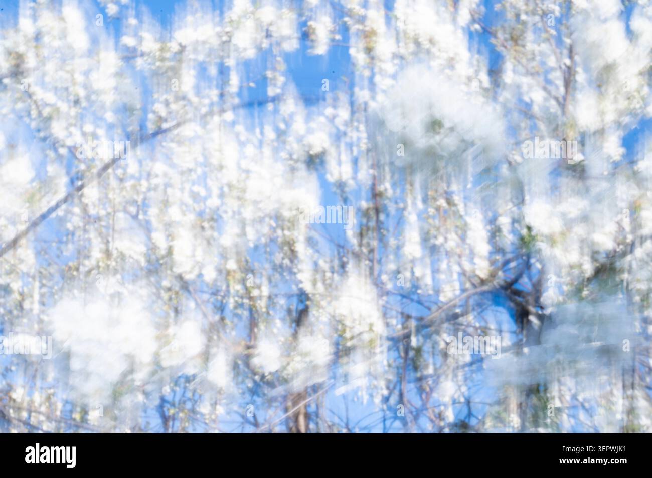 Verschwommene Äste eines Frühlingsbaums am Himmel in einem impressionistischen Kunststil. Weicher malerischer Pinselstrich Textureffekt. Das Konzept des kreativen Pho Stockfoto