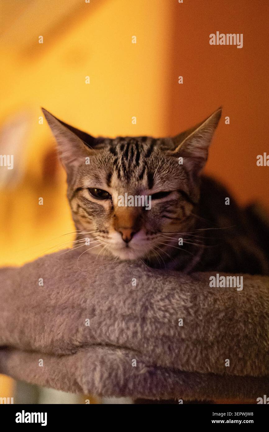 Tabby-Katze blinzelt, schläfrig und ruht auf einem Katzenbaum Stockfoto