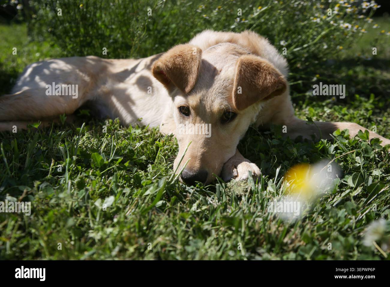 Junge Mischhunde, die auf dem Gras neben blühenden Kamillenblüten ruhen, friedliche Sommerszene, die unbeschwerte Momente in der Natur festhält Stockfoto