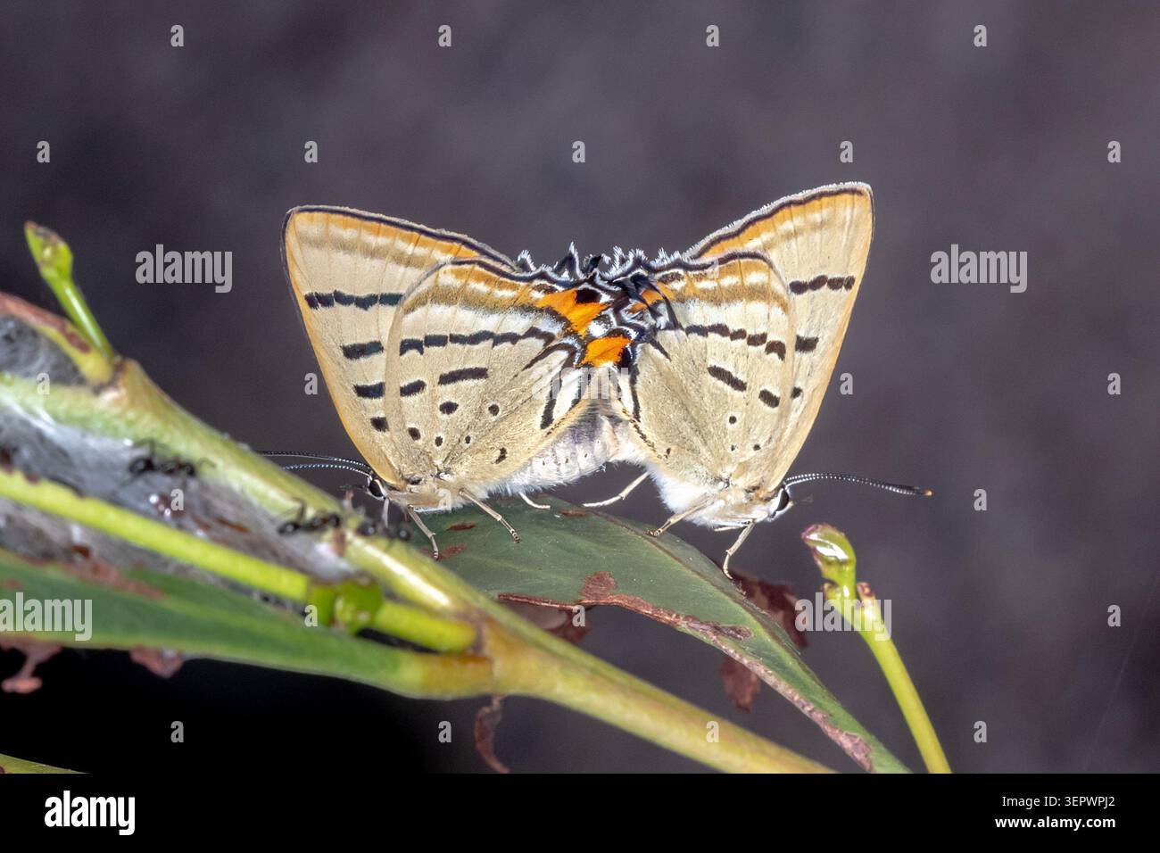 Imperial Hairstreak Schmetterlinge paaren sich auf einheimischem Laub in Australien Stockfoto