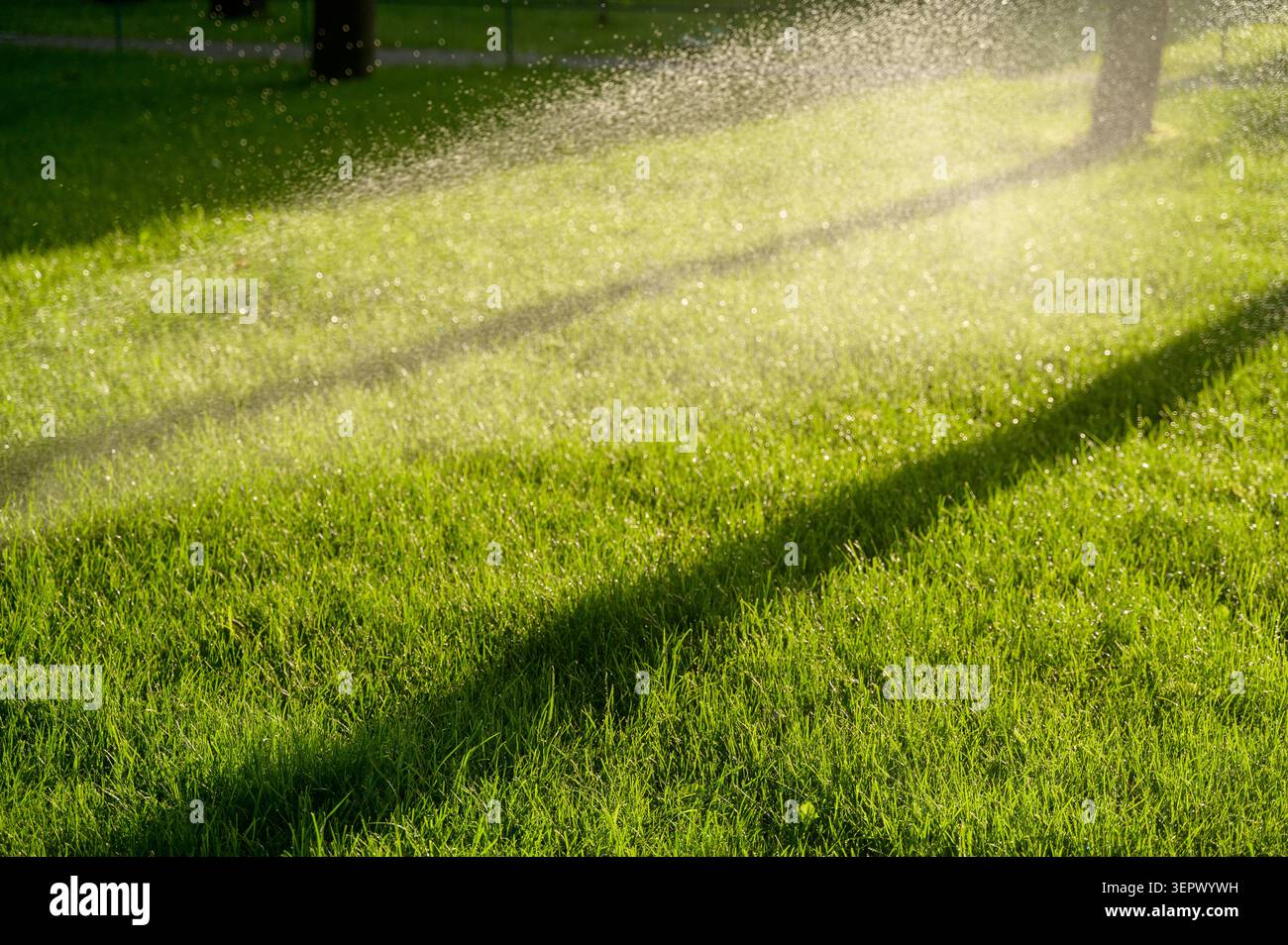 Automatischer Sprinklerschutz auf einem grünen Rasen in einem Stadtpark Wasserstrahlen. Konzept der intelligenten Bewässerung, des städtischen Gartenbaus und der modernen Infrastruktur. Stockfoto