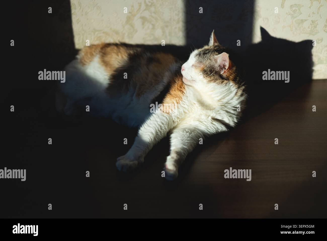 Eine süße Katze schläft auf einem Tisch in der untergehenden Sonne Stockfoto