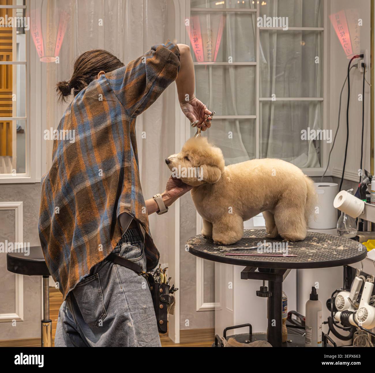 Ein Haustierpfleger schneidet das Fell eines aprikosenfarbenen Toy-Poodles mit einer Schere auf einem Pflegetisch in einem Salon in Tokio, Japan. Stockfoto