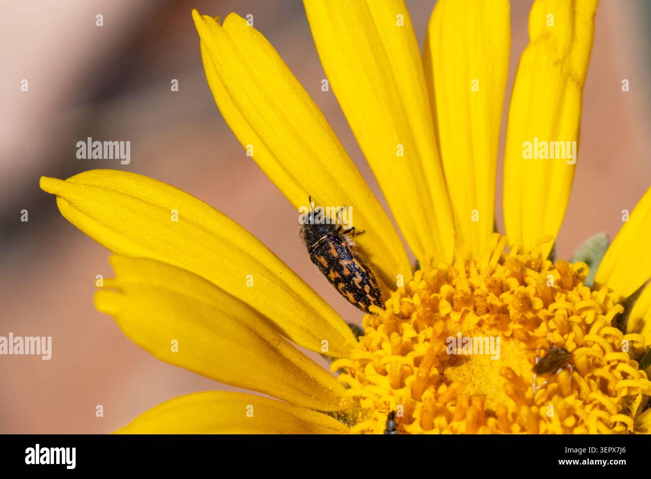 Ein gelb markierter Buprestid Beetle auf einem Nakedstem Sunray im Capitol Reef National Park, Utah. Stockfoto