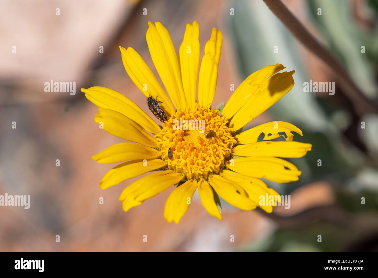 Nakedstem Sunray in Blüte im Capitol Reef National Park, Utah. Ein gelb markierter Buprestid-Käfer befindet sich auf einem der Blumenrochen. Stockfoto
