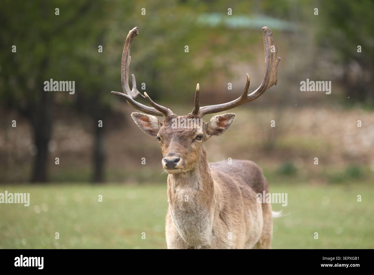 Ein Hirsch mit großem Geweih blickt in natürlicher Umgebung auf die Kamera. Der weiche Hintergrund und das detailreiche Pelz sorgen für eine filmische Atmosphäre mit Tierporträts. Stockfoto