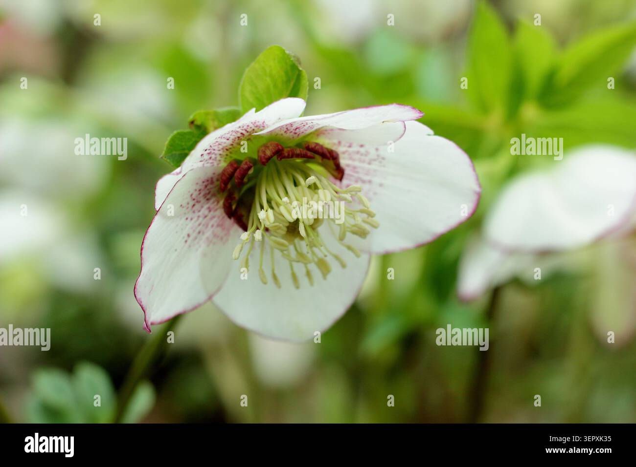 Hellebore Rouge Braut. Helleborus x hybridus „Ashwood Rouge Bride“, Fastenrosenblume im Winter Stockfoto