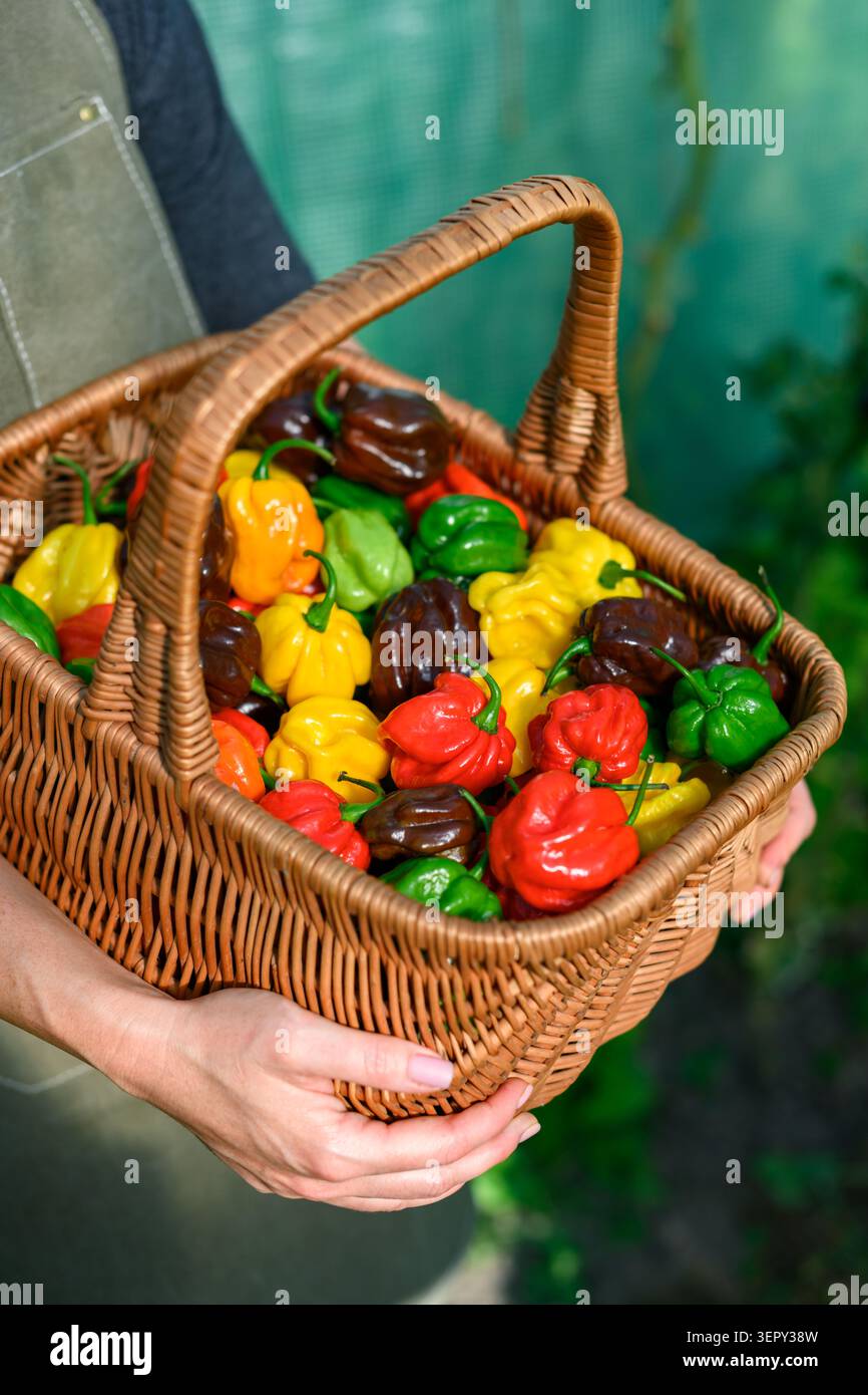 Korb mit gemischten Habanero-Paprika gefüllt, die vom Landwirt gehalten werden. Frische Chili ernten natürliche Lifestyle-Szene im Freien Stockfoto