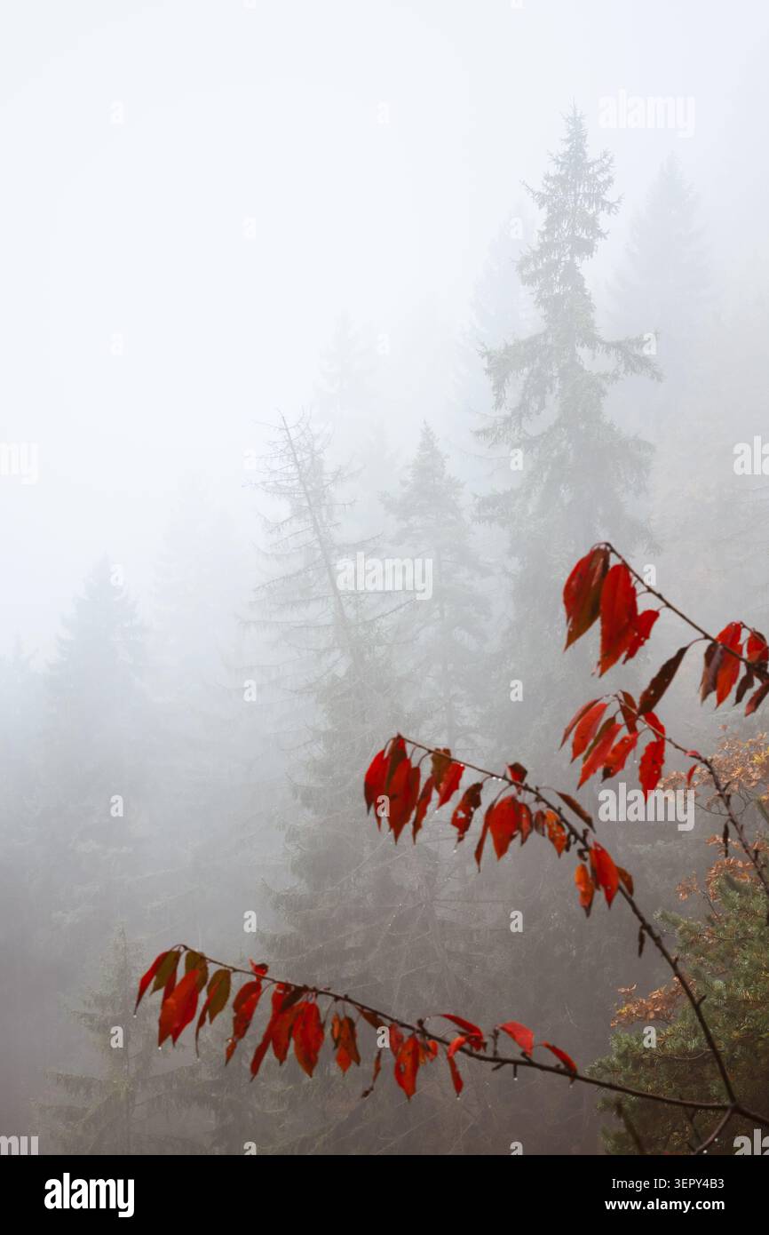 Rote Herbstblätter entstehen aus dichtem Bergnebel in den Dolomiten. Stimmungsvolle Waldszene mit nebeligem Wald und sanftem Tageslicht Stockfoto