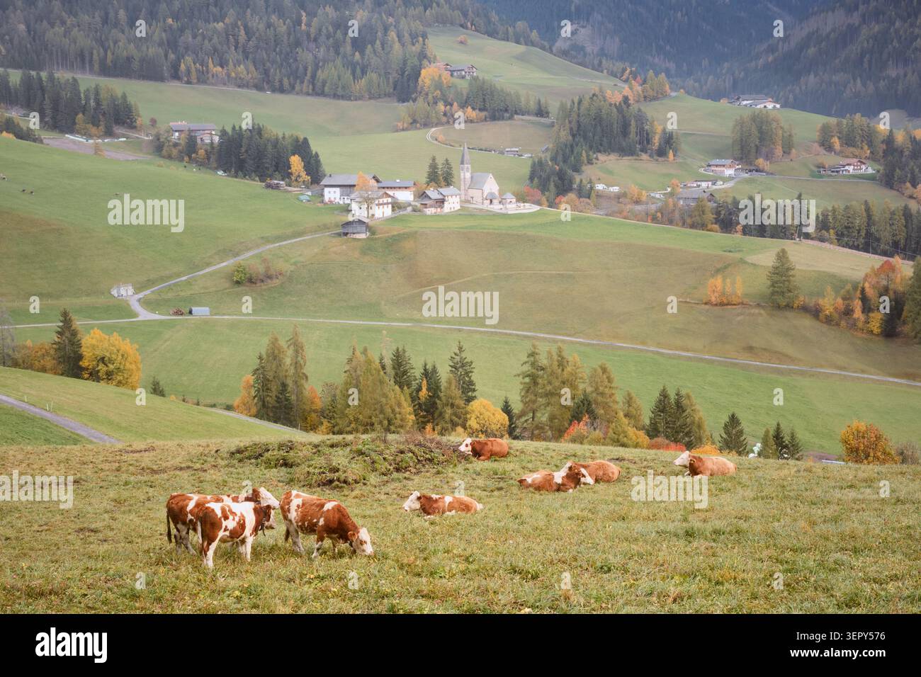 Kühe weiden auf sanften Wiesen in der Nähe von Chiesa di Santa Maddalena im Val di Funes. Ländliche Herbstlandschaft in Südtirol mit traditionellen Almwiesen Stockfoto