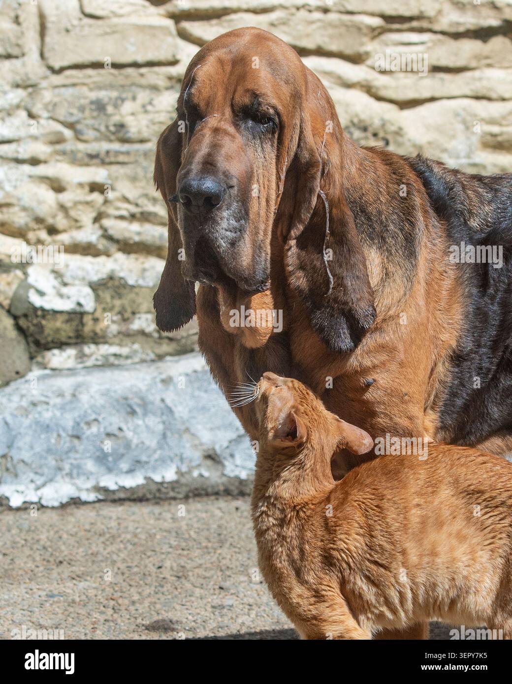 Ein Bluthund und eine orientalische Katze freundet sich zusammen Stockfoto