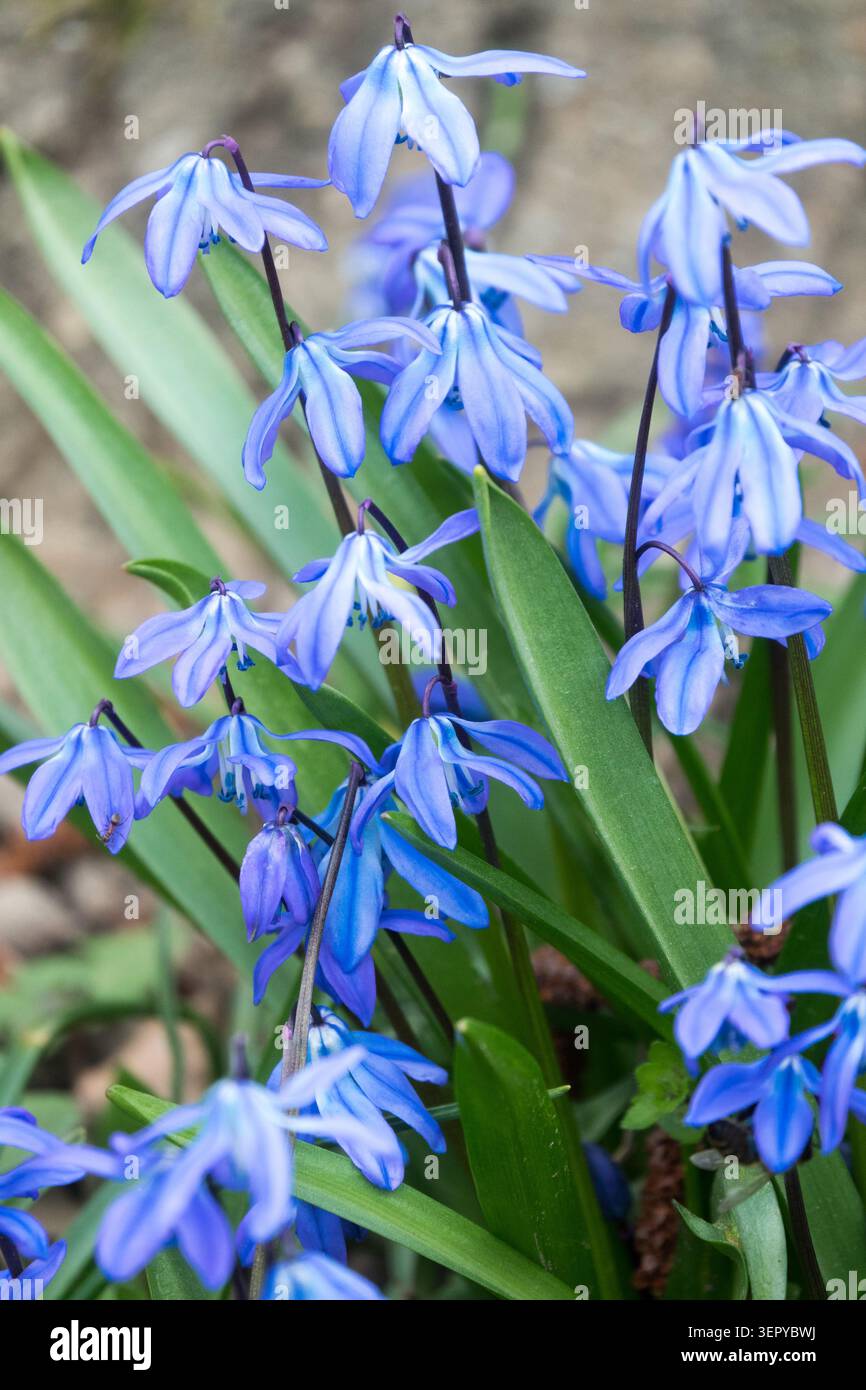 Blaue Blüten des sibirischen Squill Scilla siberica „Frühlingsschönheit“ blühen zwischen grünen Blättern im Garten Stockfoto