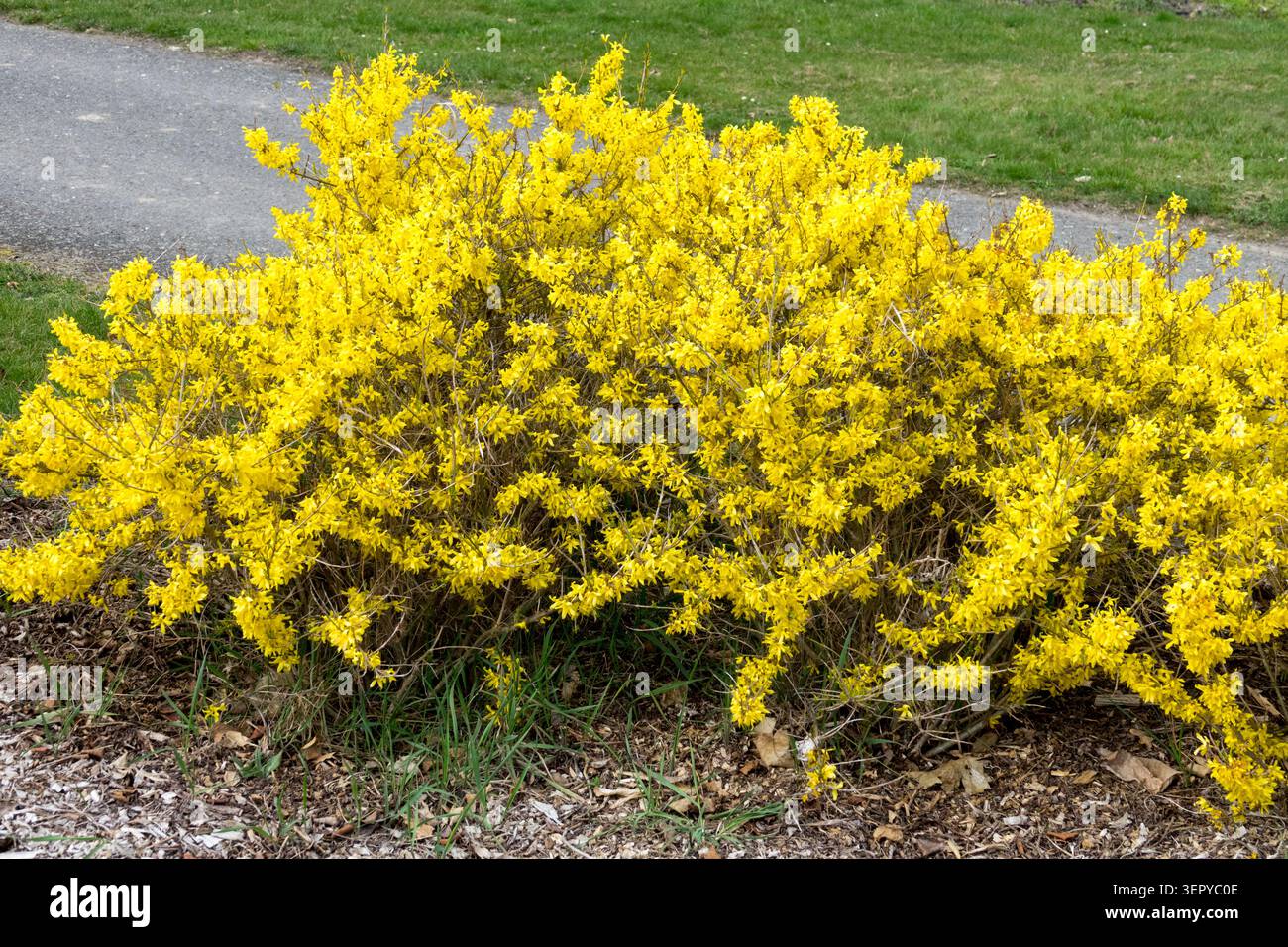 Gelbe Blüten der Zwergwurzel Grenzen Forsythia Forsythia x intermedia 'Maree d'Or' als blühende Bodendecke auf einem Gartenbeet im Frühjahr, Stockfoto