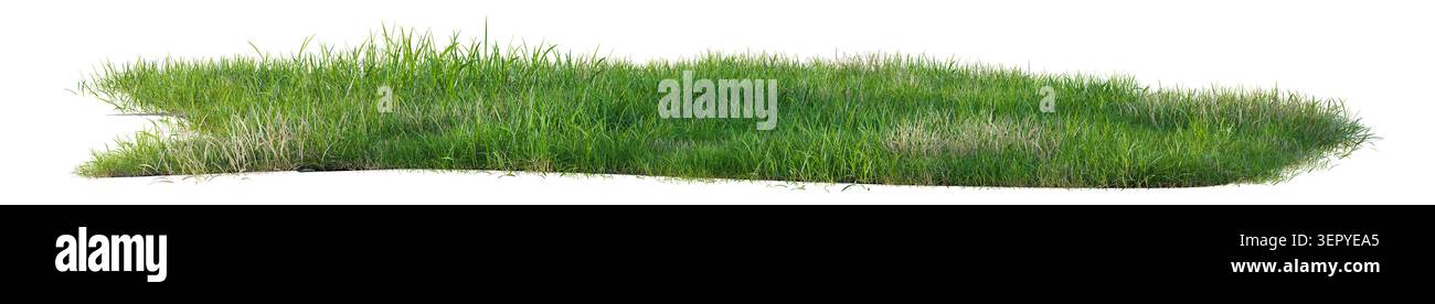 Isolierte grüne Grasreihe und Feldbüschel auf transparentem Hintergrund. Realistisches, langes Gras-Randelement für Landschaftsgestaltung und Architekturdarstellung Stockfoto