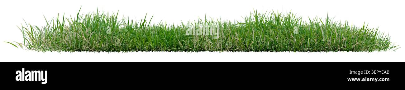 Isolierte grüne Grasreihe und Feldbüschel auf transparentem Hintergrund. Realistisches, langes Gras-Randelement für Landschaftsgestaltung und Architekturdarstellung Stockfoto