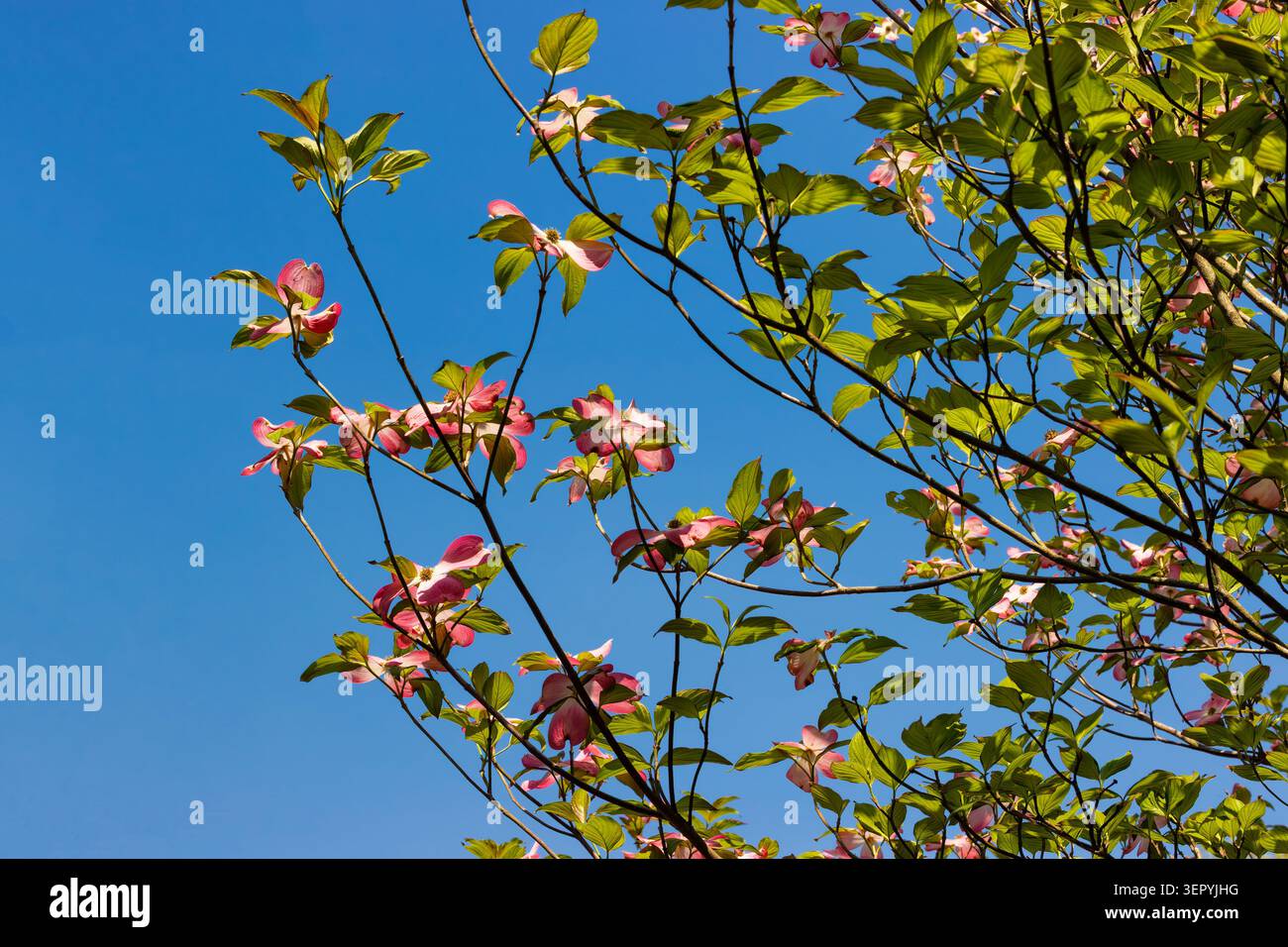 Dogwood Frühlingsblumen zieren die Zweige des Baumes bis zum blauen Himmel. Stockfoto