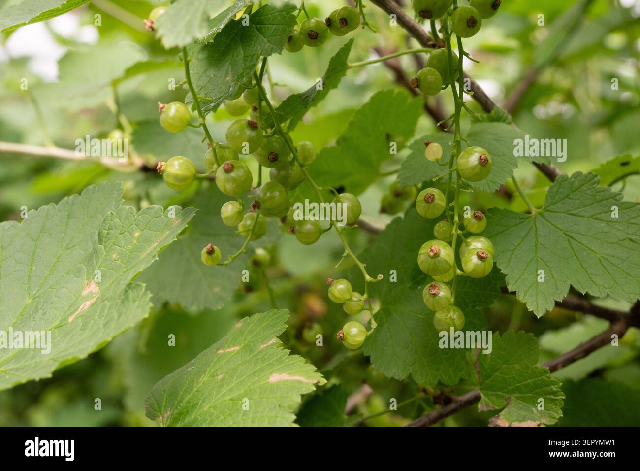 Grüne Johannisbeeren hängen an Ästen, die von Blättern umgeben sind, in einem Garten. Die Szene zeigt die Details der Früchte und des Laubs, typisch für A Stockfoto