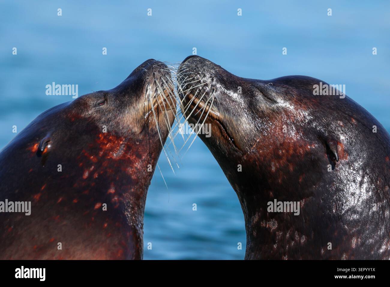 Seelöwen-Liebe – Ein zärtlicher Moment im Ozean Stockfoto