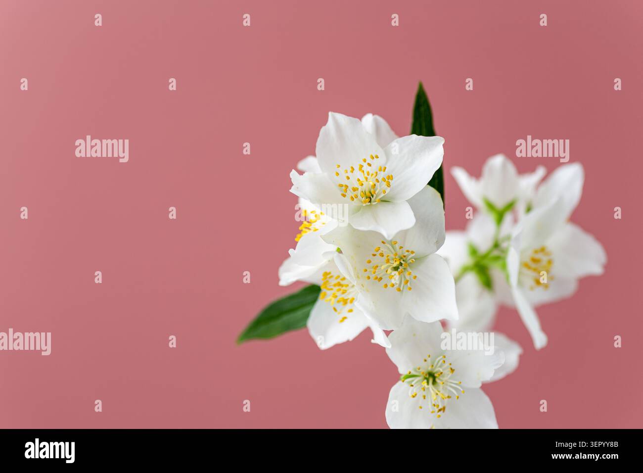 Frühlingsjasminblüten auf pastellrosa Hintergrund angeordnet. Stockfoto