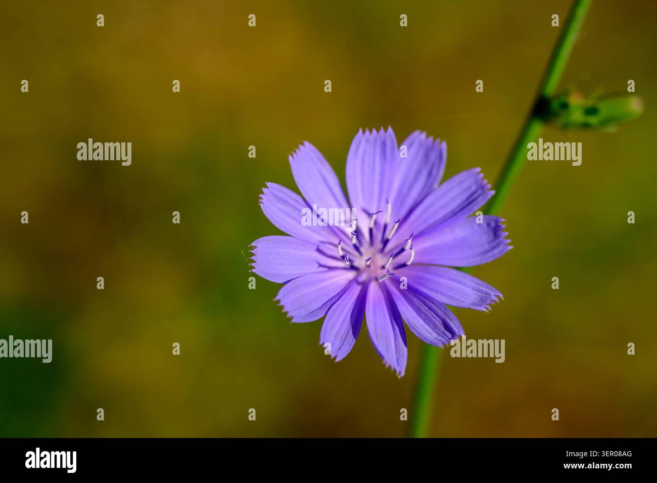 Lila Chicorée-Wildblume im Nahaufnahme mit zarten Blütenblättern und weichem natürlichem Hintergrund, eine botanische Sommermotive aus Istanbul, Türkei Stockfoto