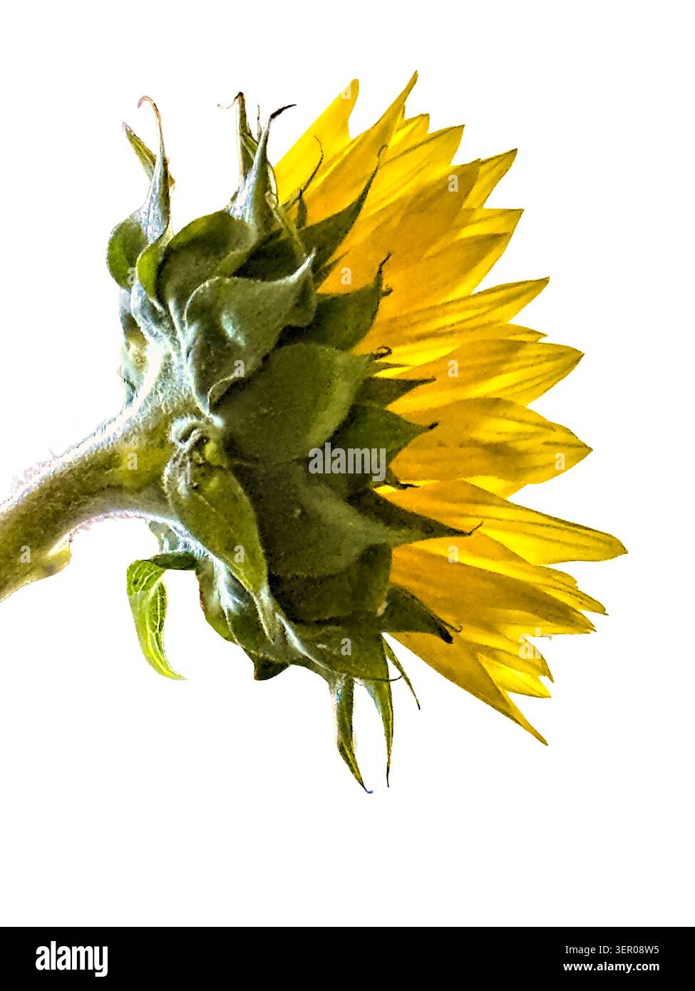 Sonnenblume. Nahaufnahme. Isoliert. profilansicht Stockfoto