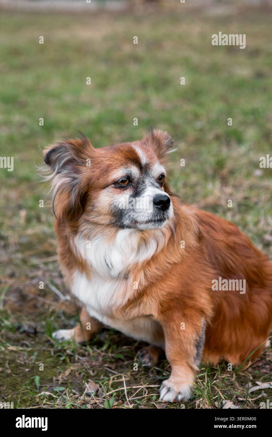 Ein brauner Hund mit weißem Fell sitzt auf dem Gras in einem Hof. Der Hund schaut seitlich und beobachtet die Umgebung, die Sonne scheint und eine helle Umgebung schafft Stockfoto
