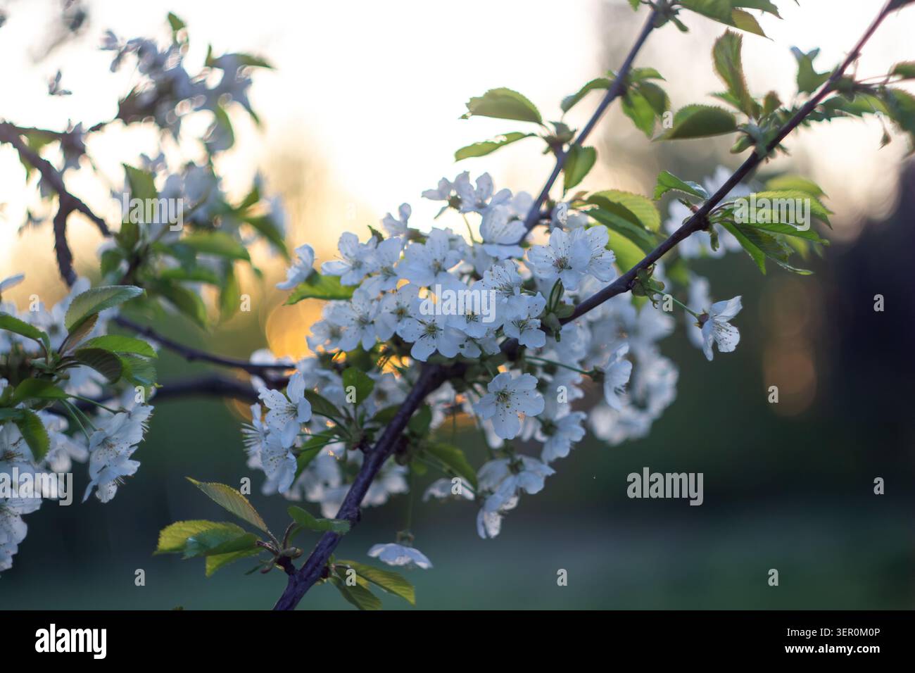Weiße Kirschblüten öffnen sich auf einem Zweig in einem Garten mit Sonnenlicht am Abend. Die Blätter umgeben die Blüten und zeigen die Schönheit von Sprin Stockfoto
