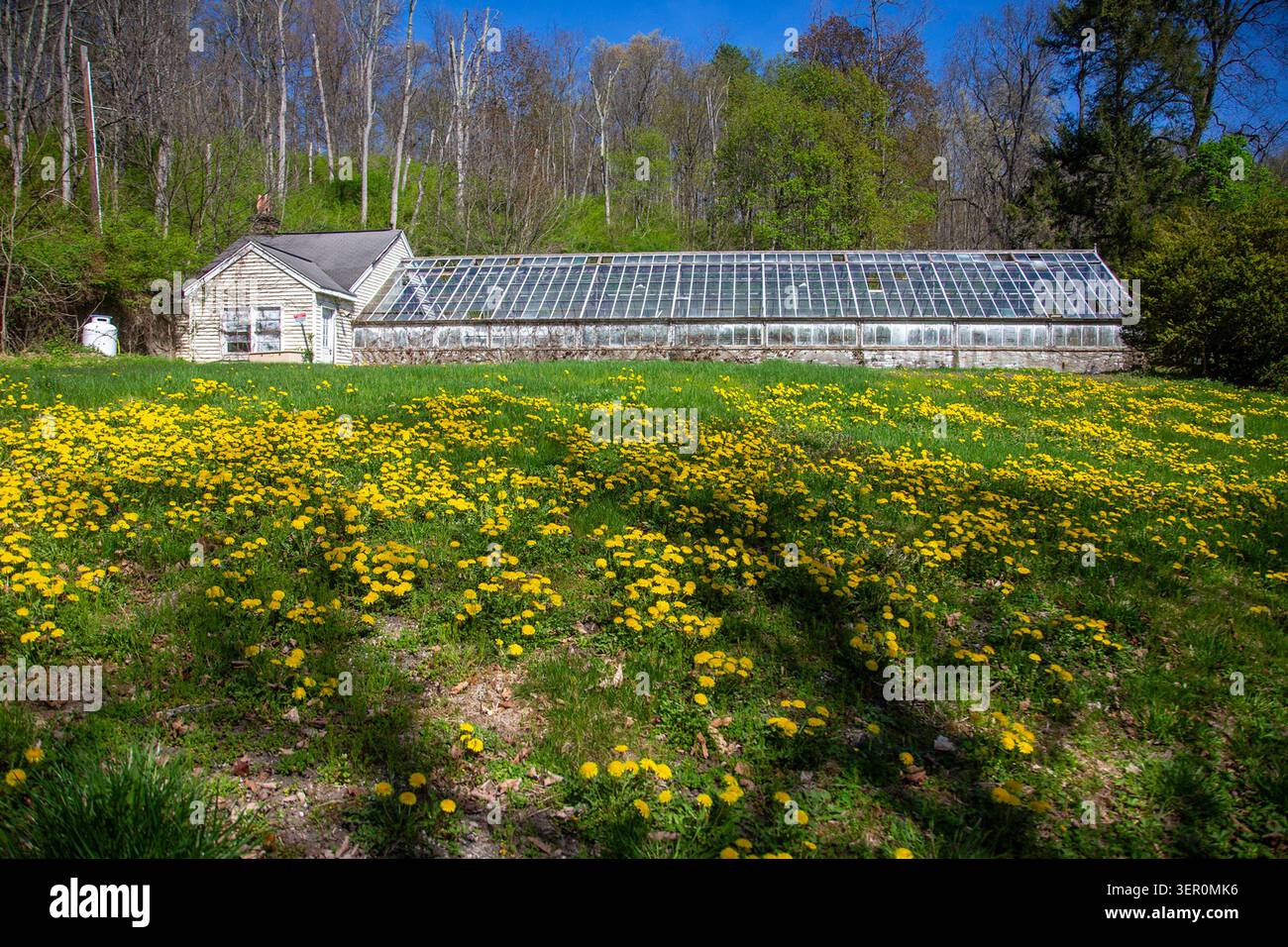 Ein altes Gewächshaus mit Wildblumen Stockfoto