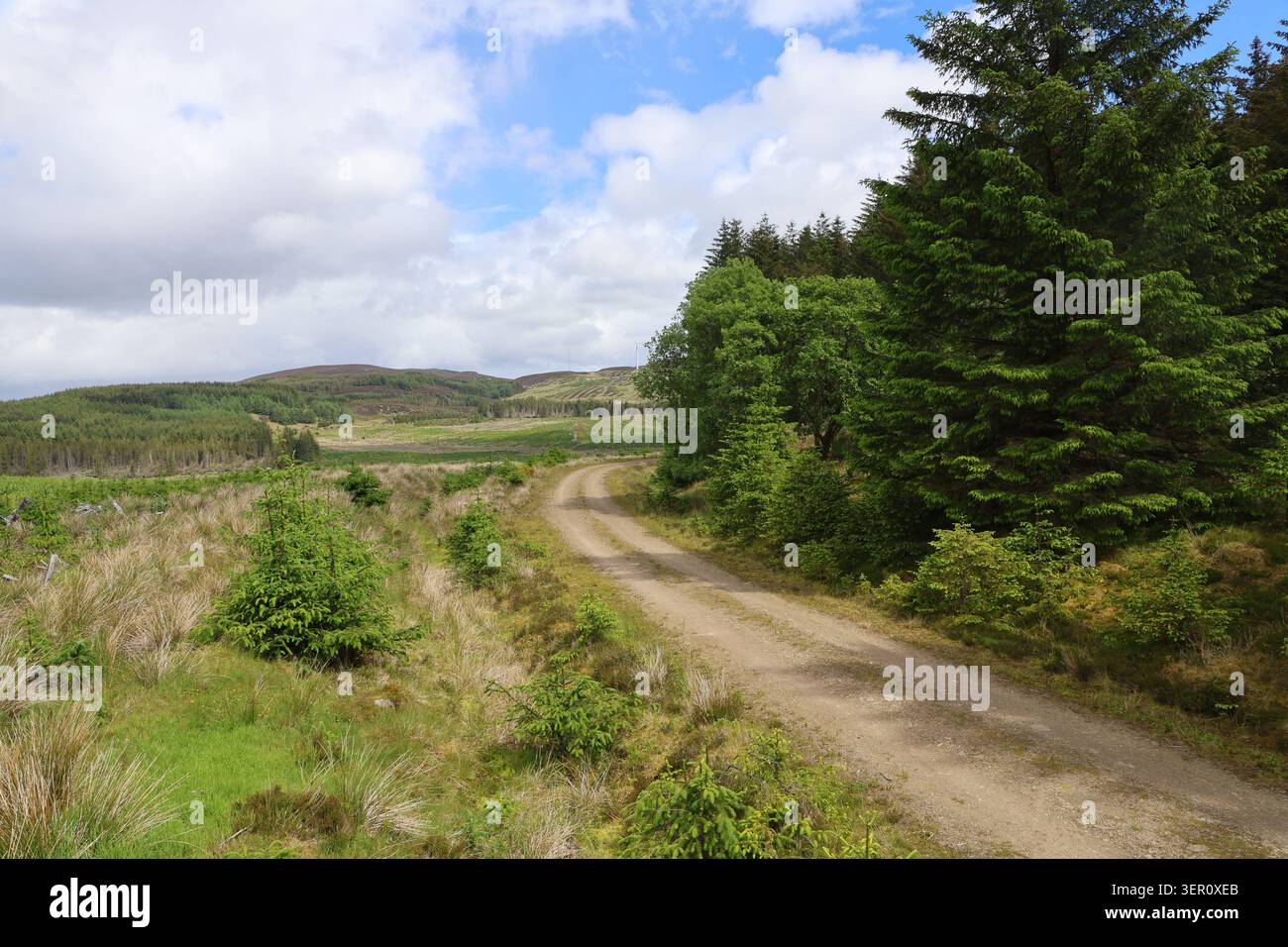 Weg durch den Griffin Forest nahe Dunkeld, Teil des River Tay Way Perthshire, Schottland Juni 2026 Stockfoto